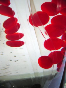 Red blood cells, flickr, rpongsaj WHAT'S THE DIFFERENCE BETWEEN B12 PATCHES AND B12 PILLS, ANYWAYS?WWW.B12PATCH.COM