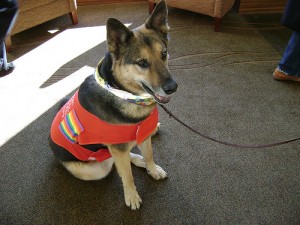 SPECIAL NEEDS FOR SPECIAL PETS: ANIMAL THERAPY SUCCESS STORIES, WWW.B12PATCH.COM