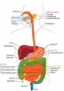 ABSORBING VITAMIN B12- A METABOLIC GASTROINTESTINAL JOURNEY, WWW.B12PATCH.COM