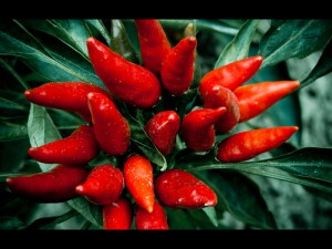 8 AILMENTS LINKED WITH GASTRITIS, INCLUDING B12 DEFICIENCY, B12 PATCH